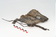 Foto von Rohhaut (NHMW-PRAE-121716)